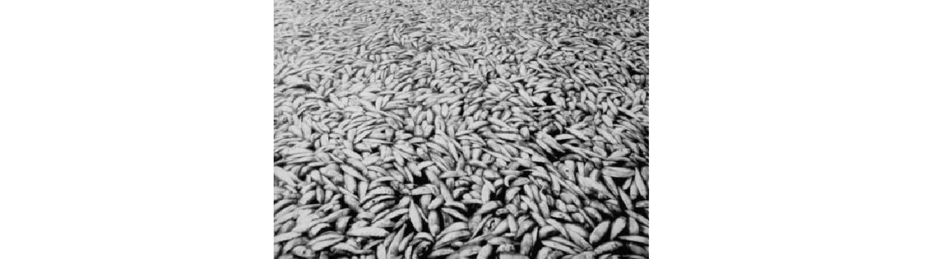 Dead alewives floating atop the water in Lake Michigan, so many that they cover the entire surface of the harbor.