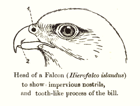 FalconHeadBeak